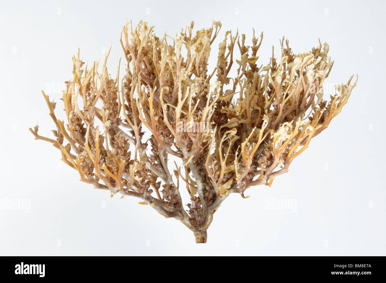 True Rose of Jericho, fresh plant, studio picture Stock Photo 29690286