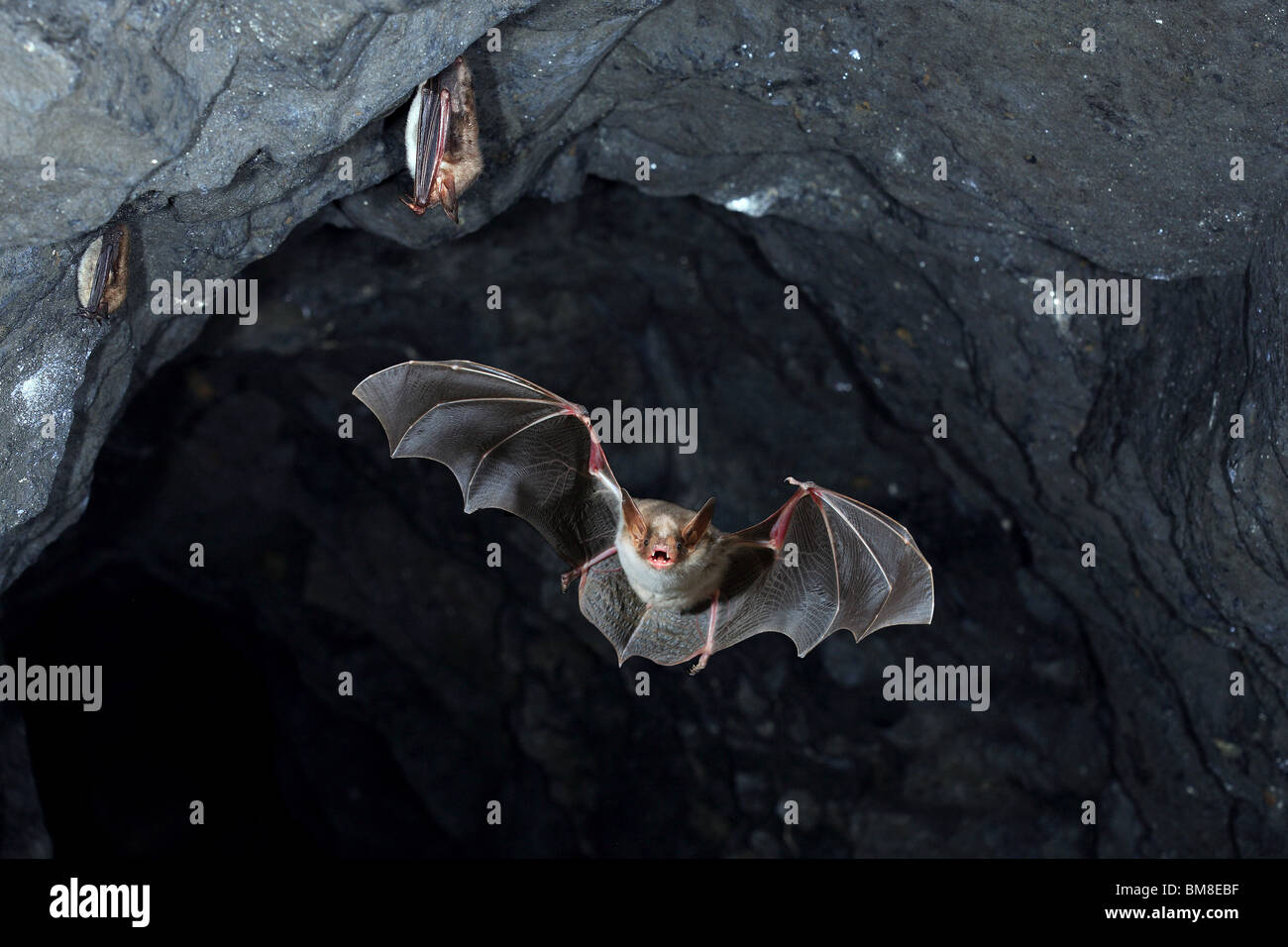 Greater Mouse-eared Bat (Myotis myotis) in flight in winter shelter. Stock Photo
