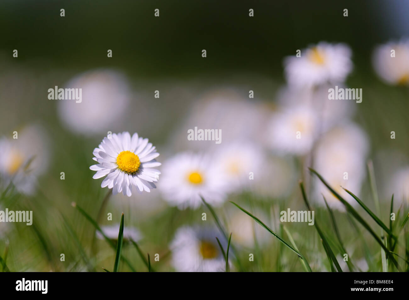 Common Daisy - Bellis perennis Stock Photo