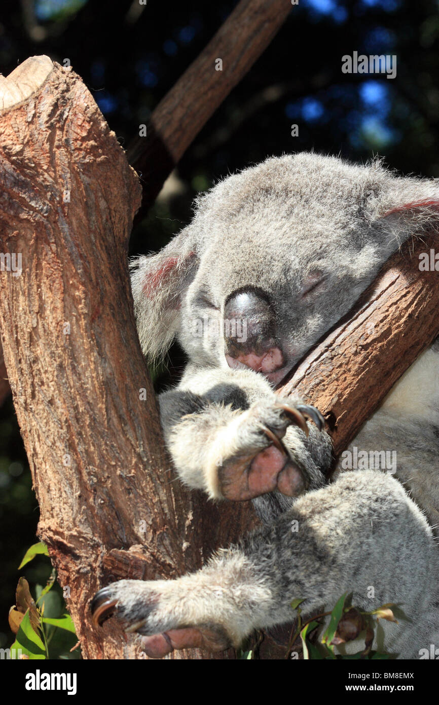 KOALA BEAR SITTING IN A GUM TREE AUSTRALIA Stock Photo - Alamy