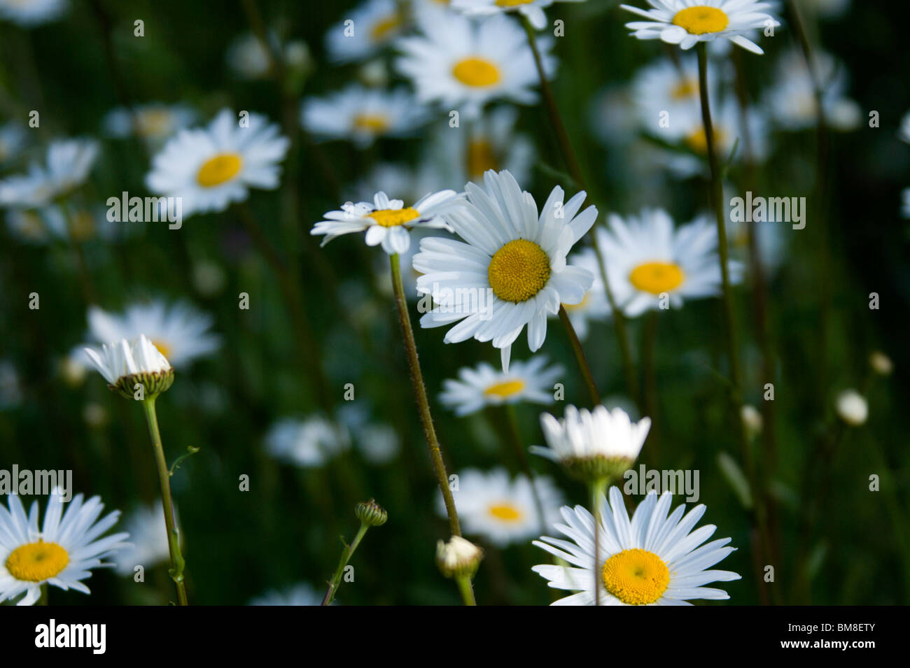Pushing up the daisies hires stock photography and images Alamy