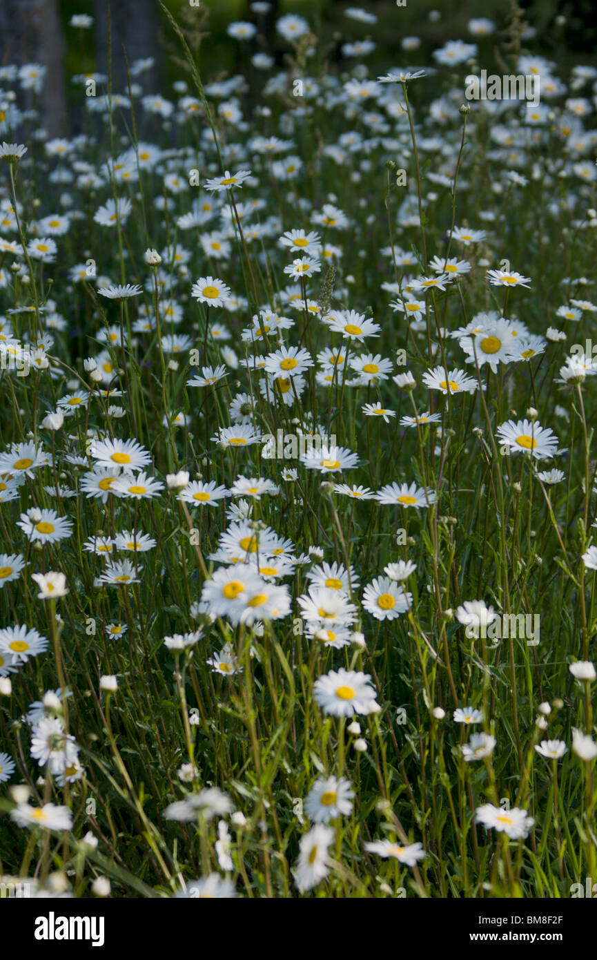 Pushing up the daisies hires stock photography and images Alamy