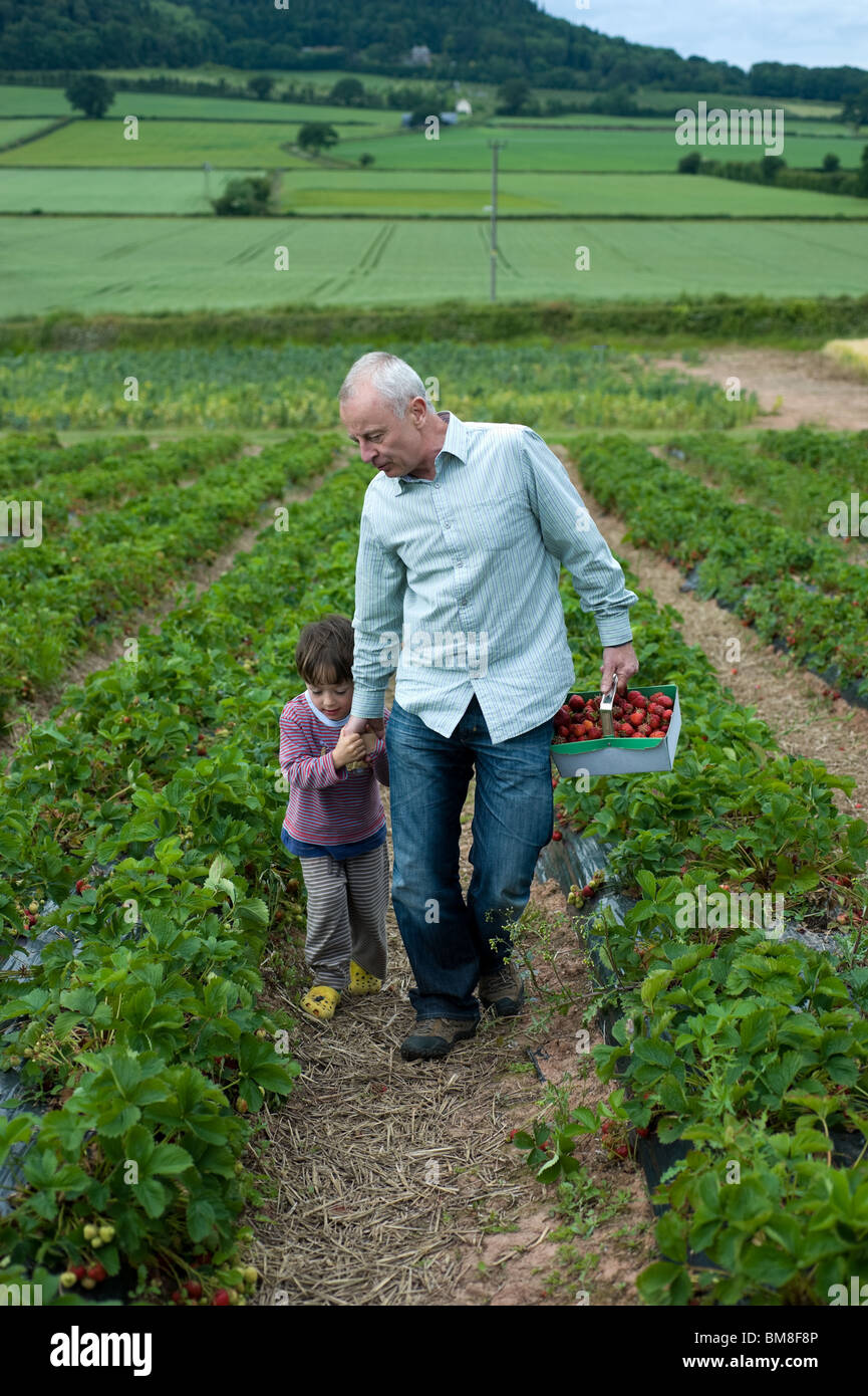 4 year old english boy picking strawberries Stock Photo - Alamy