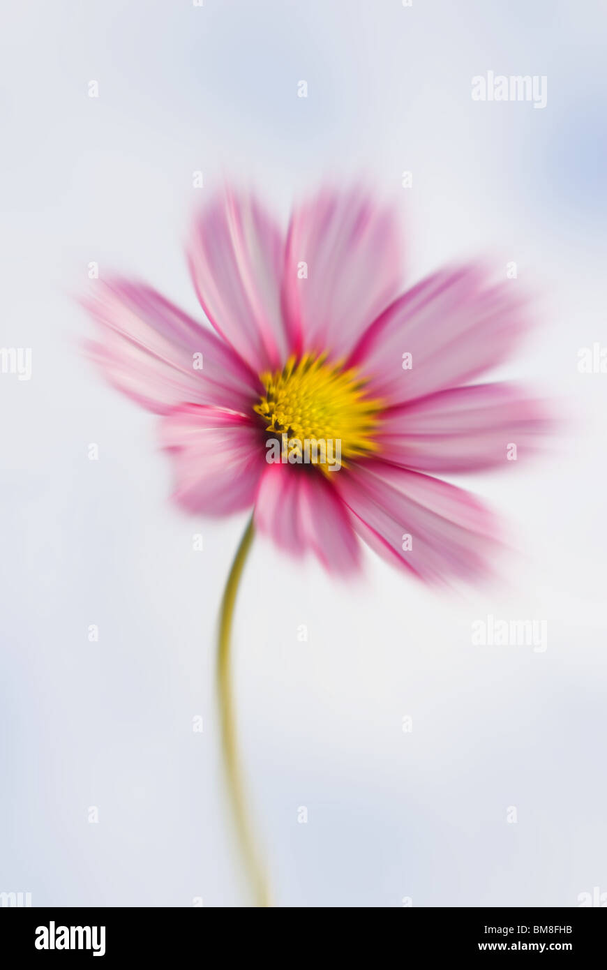 Composite flower daisy, zoomed motion Stock Photo