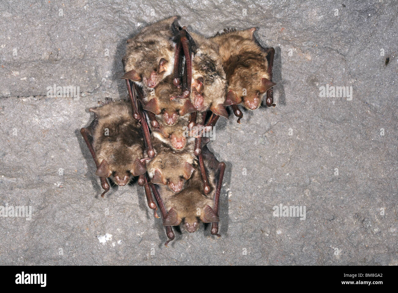Greater Mouse-eared Bat (Myotis myotis). Eight individuals hibernating in winter shelter. Stock Photo
