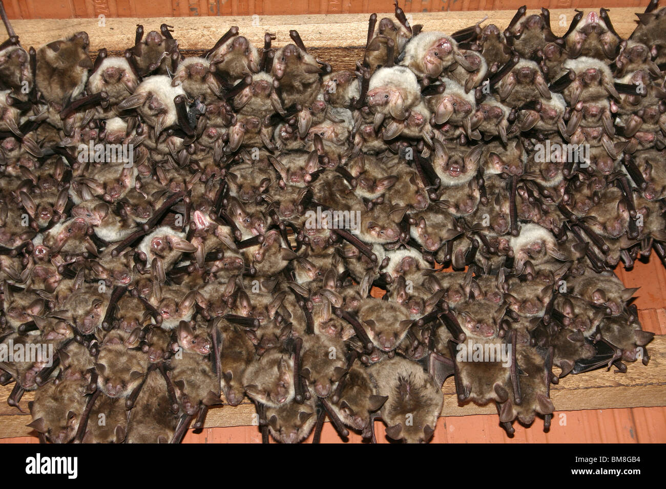 Greater Mouse-eared Bat (Myotis myotis). Females in breeding colony roosting under the roof of a church. Stock Photo