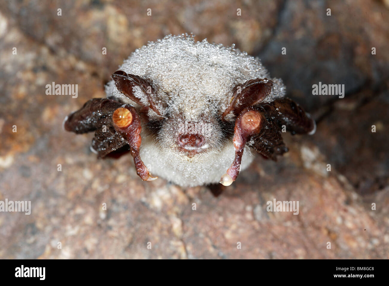 Greater Mouse-eared Bat (Myotis myotis) covered in dew in winter shelter. Stock Photo