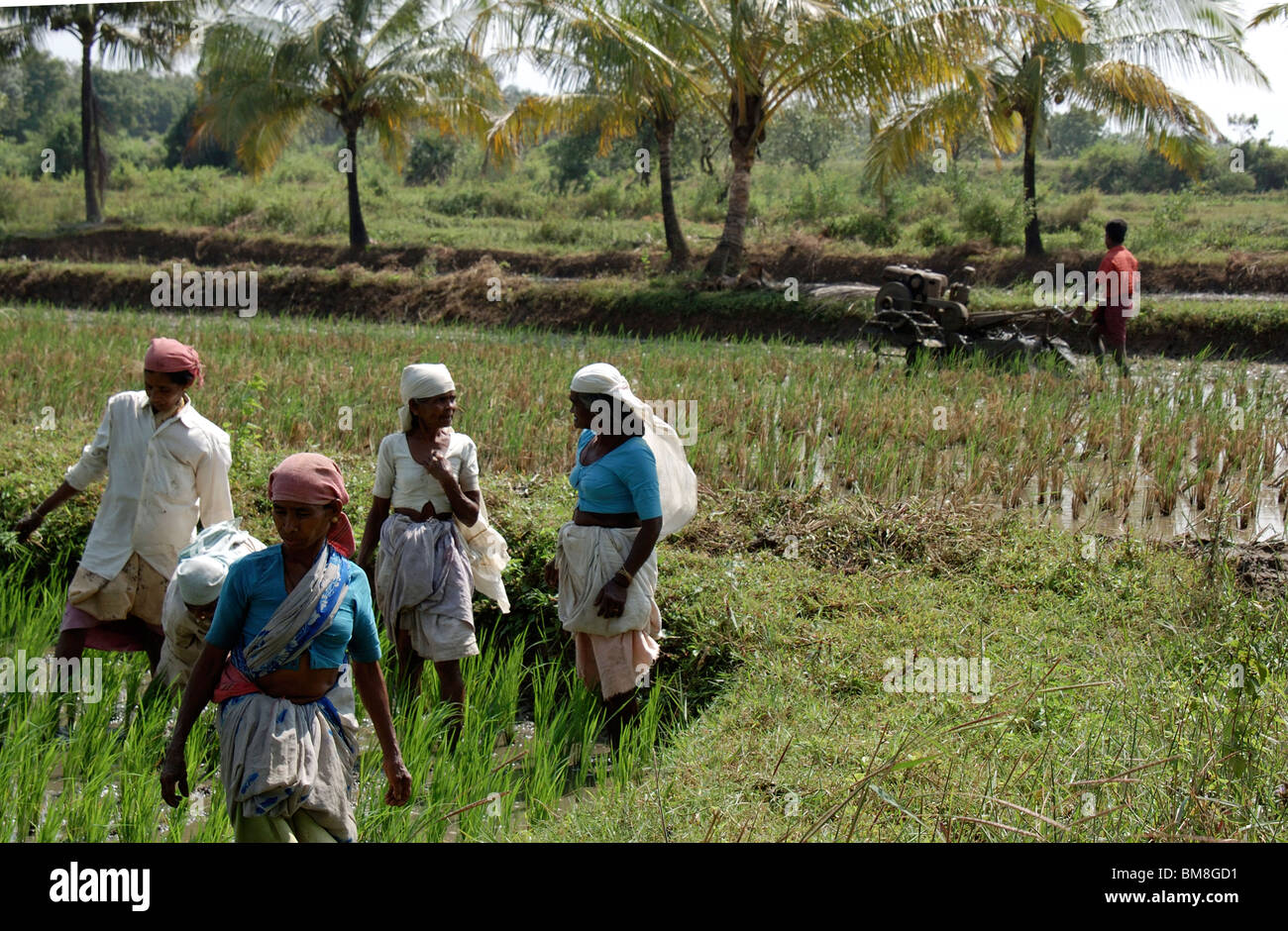 women agriculture workers in paddy fields,kerala,india,asia Stock Photo ...