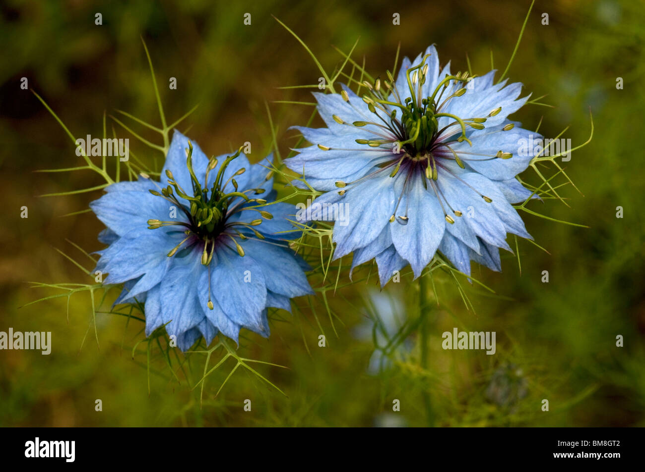 Black Cumin, Roman Coriander (Nigella sativa), flowers Stock Photo Alamy