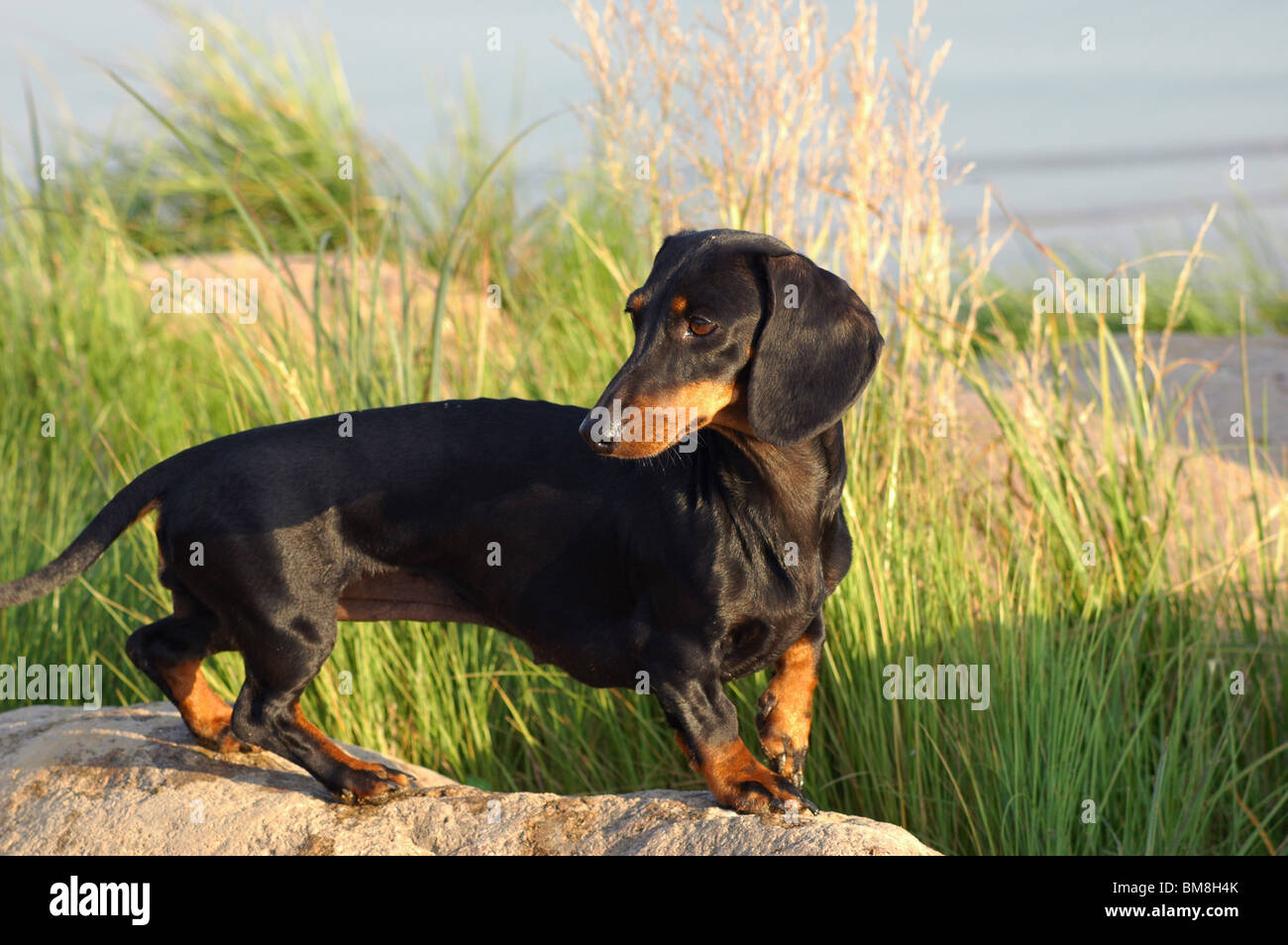short hair Dachshund. Stock Photo