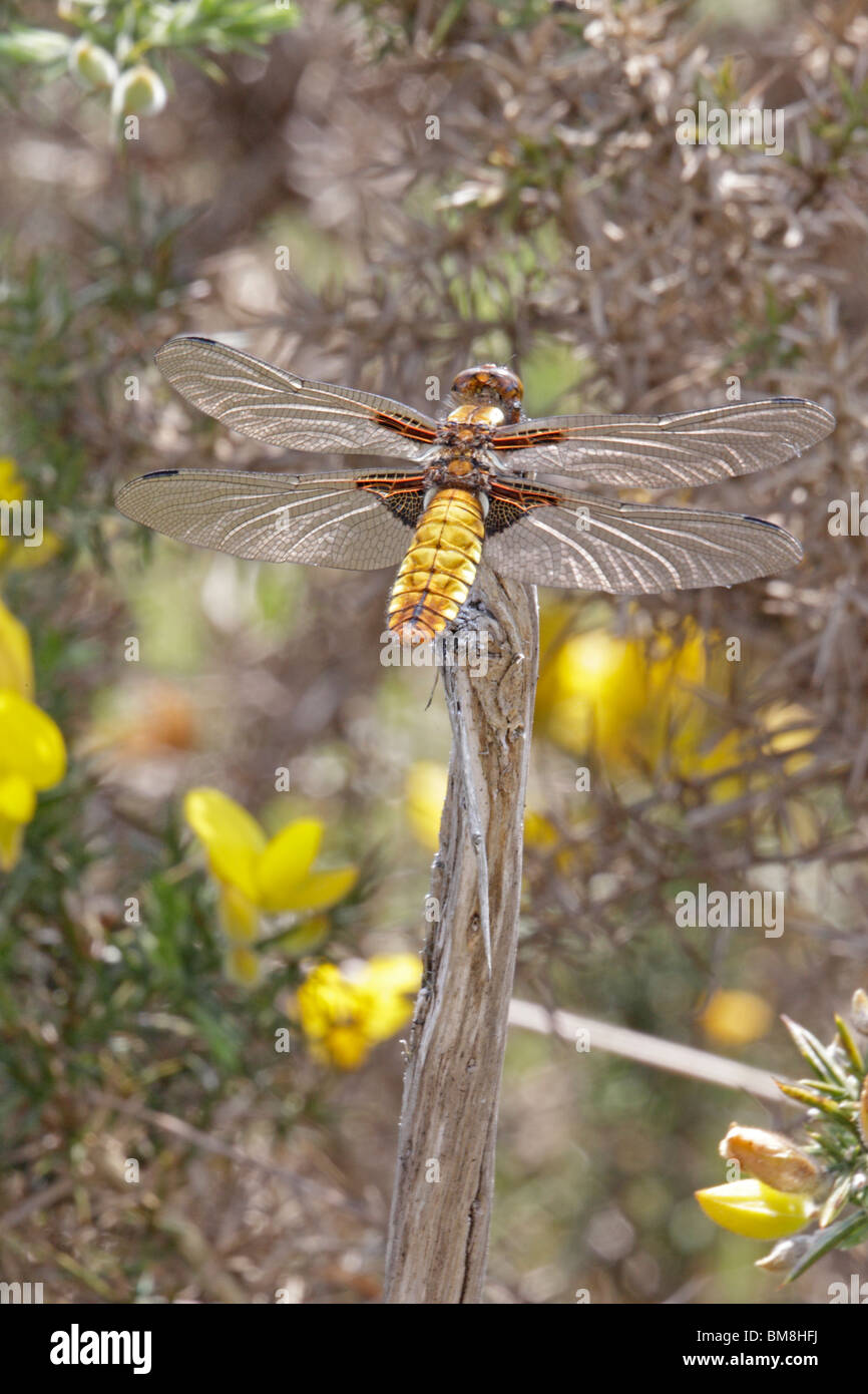 Immature male Broad-bodied Chaser dragonfly Stock Photo