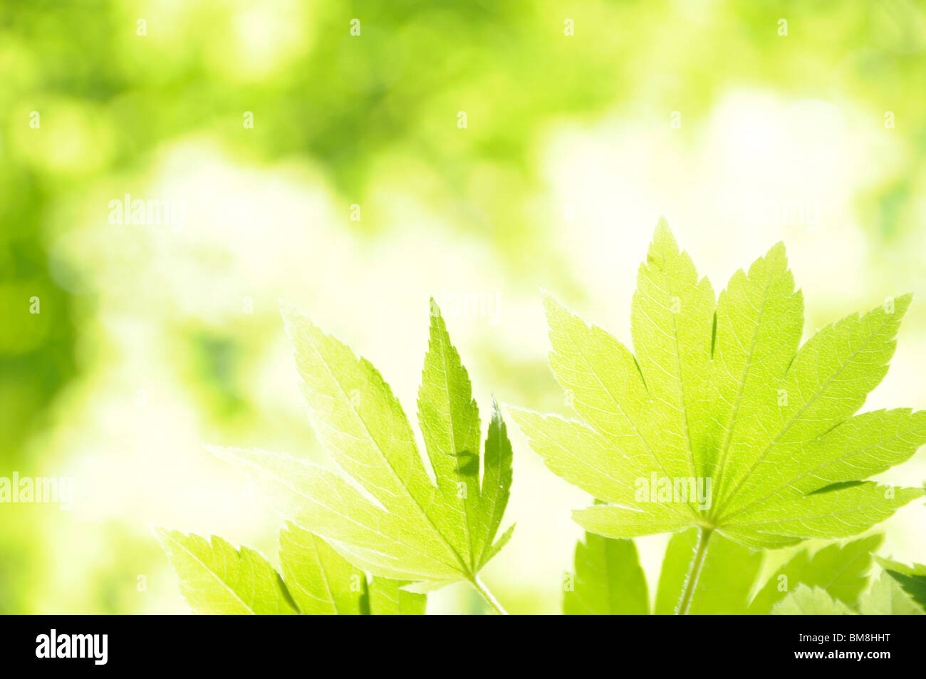 Japanese maples sunlight hi-res stock photography and images - Alamy