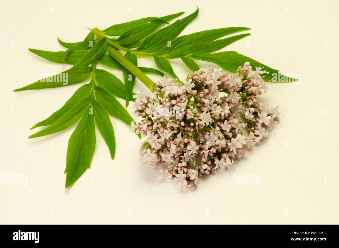Common Valerian (Valeriana officinalis), inflorescence and leaves, studio picture. Stock Photo