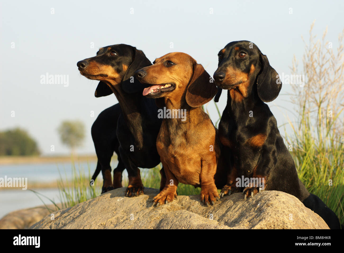 Three walking Dachshunds. Stock Photo