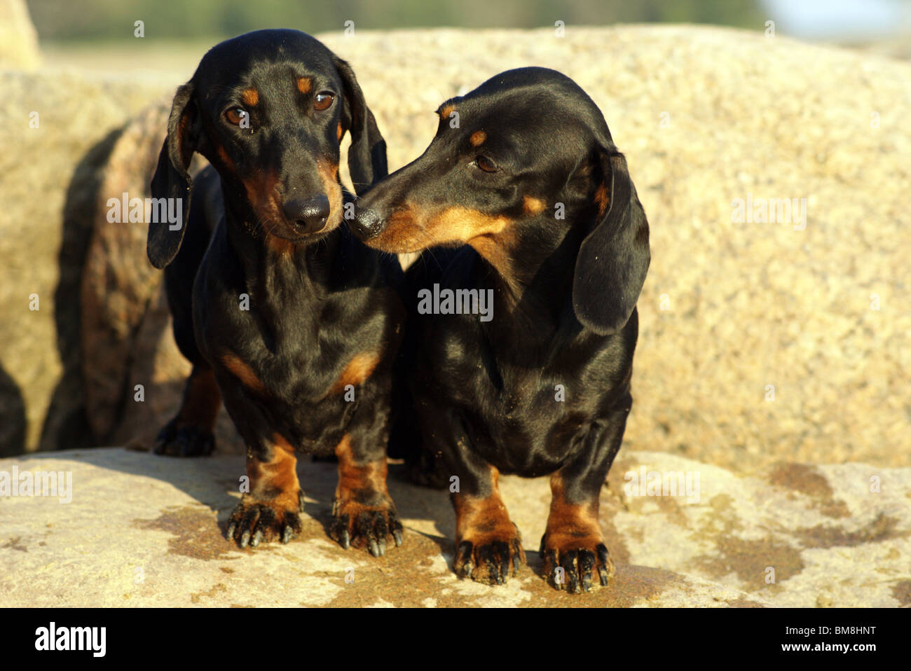 Two Dachshunds. Stock Photo