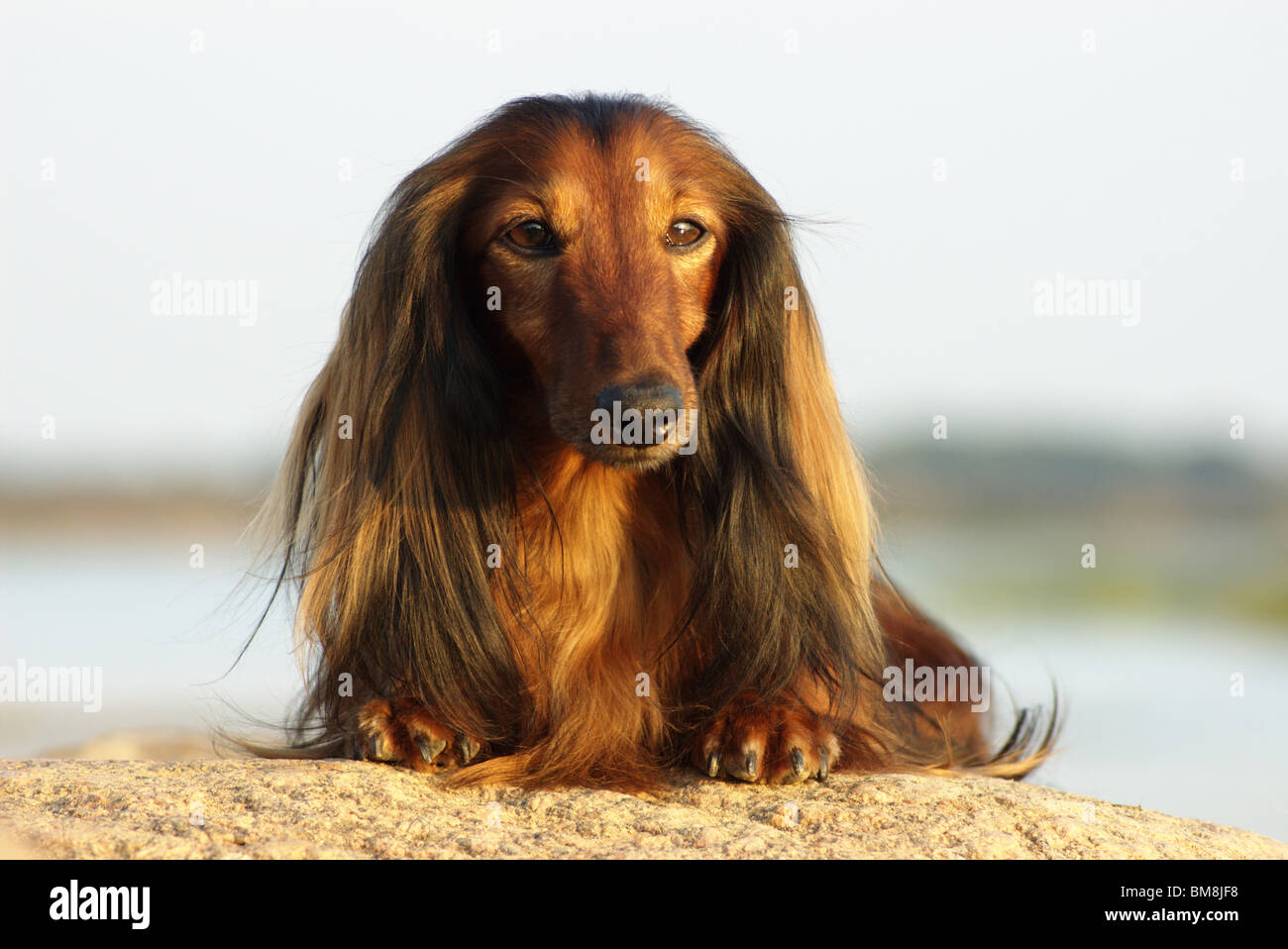 Long Hair Dachshund Stock Photo 29693644 Alamy