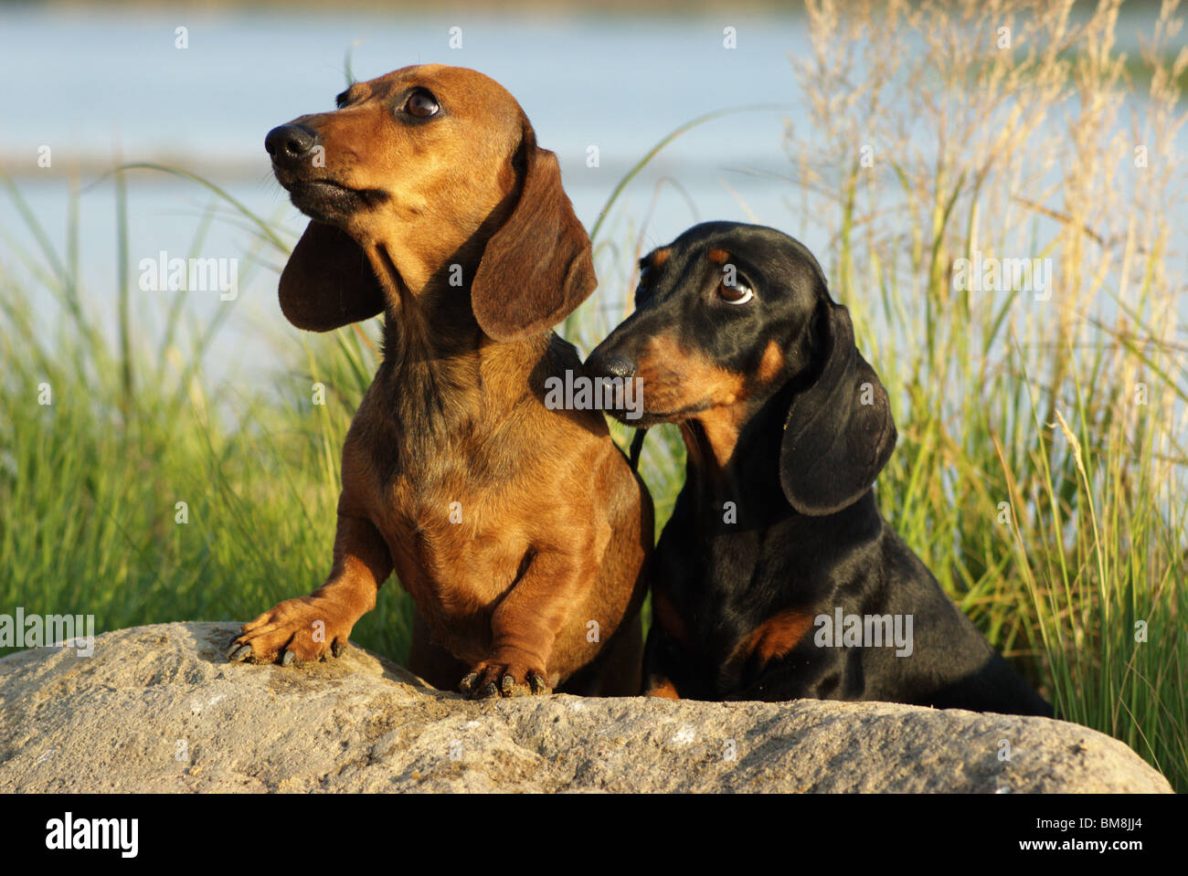 Two Dachshunds. Stock Photo