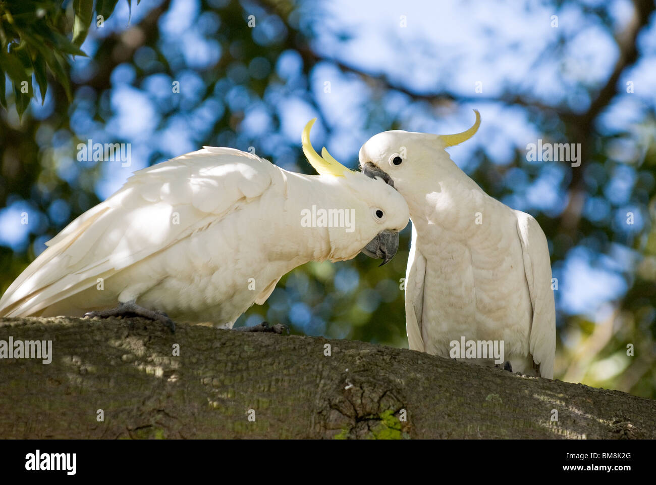 Sulphurcrested cockatoos Cacatua galerita Botanical Gardens Sydney