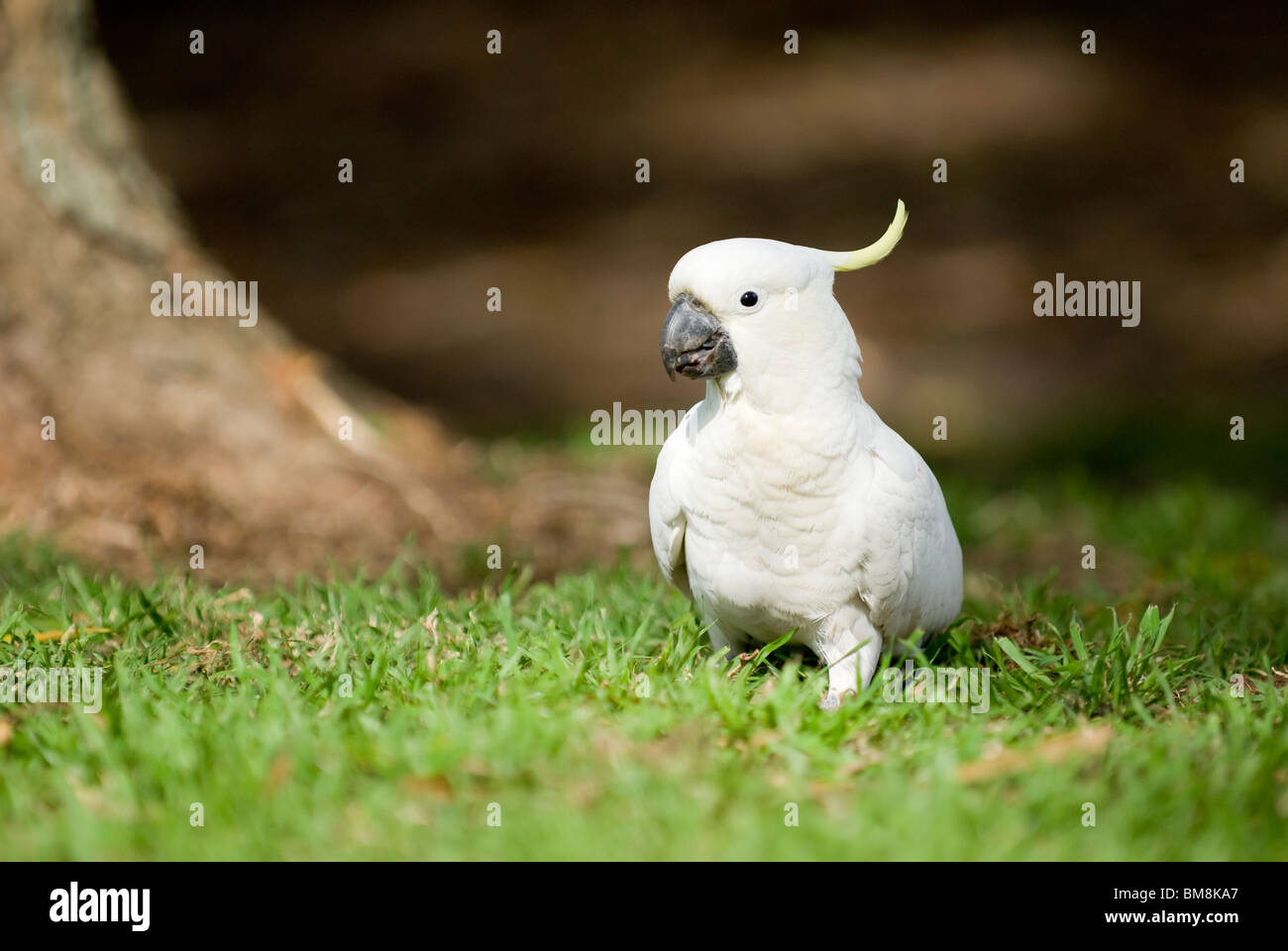 Sulphurcrested cockatoo Cacatua galerita Botanical Gardens Sydney