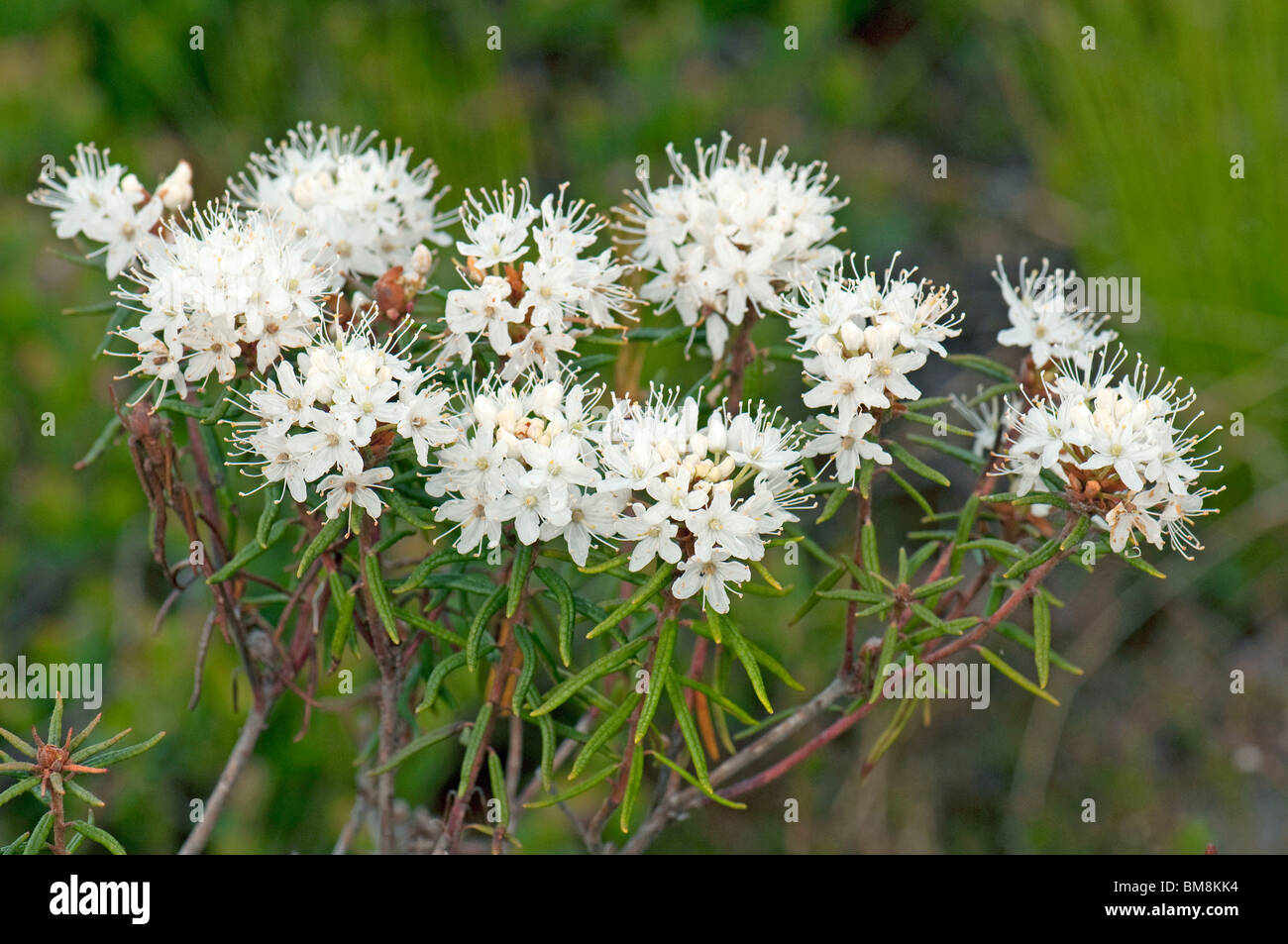 Marsh Labrador Tea, Northern Labrador Tea (Ledum palustre), flowering bush. Stock Photo