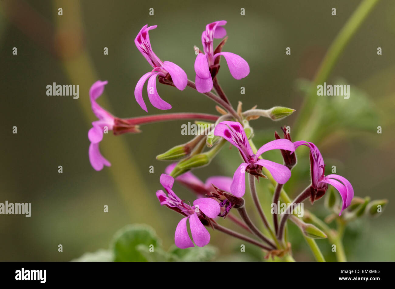 Umckaloabo, South African Geranium (Pelargonium reniforme), flowering. Stock Photo