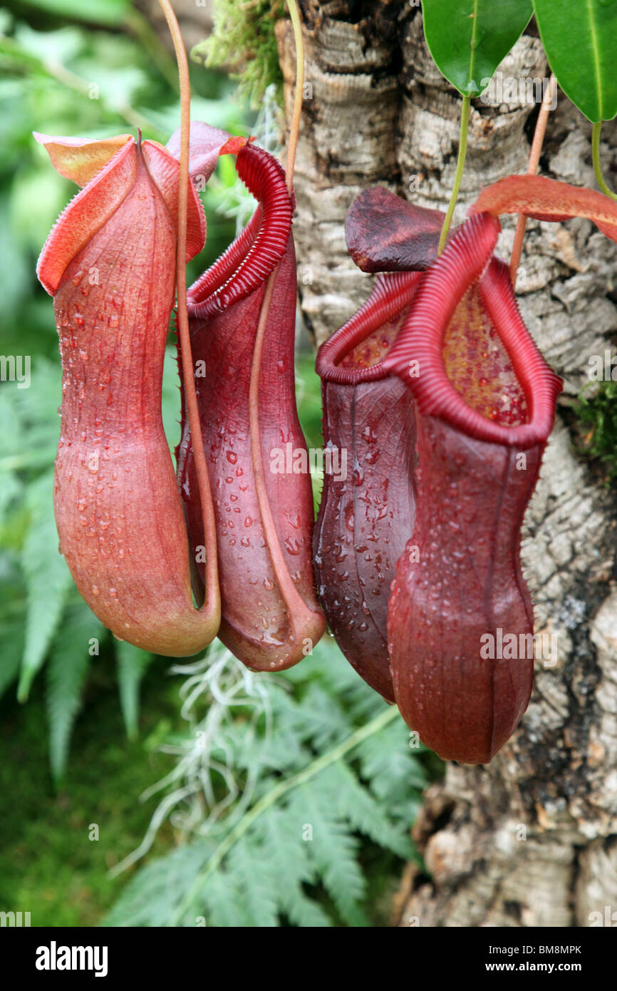 Nepenthes Bill Bailey Stock Photo