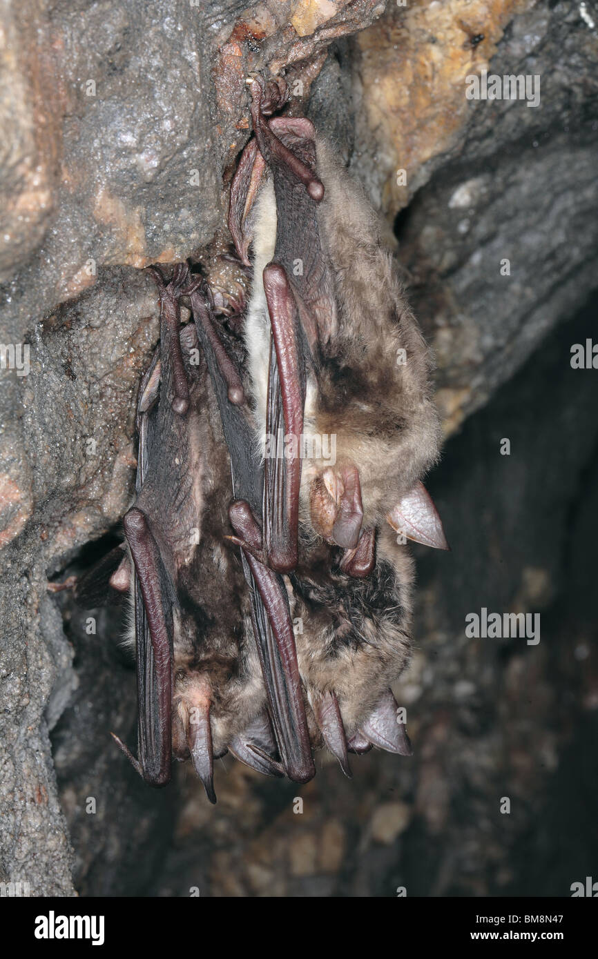 Greater Mouse-eared Bat (Myotis myotis). Three individuals hibernating in winter shelter. Stock Photo