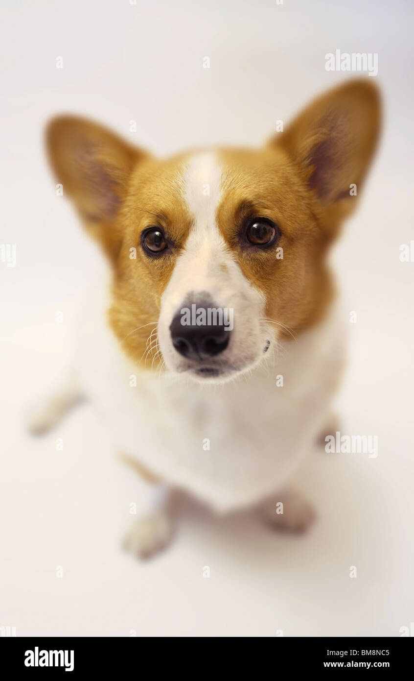 Pembroke Welsh Corgi Stock Photo - Alamy