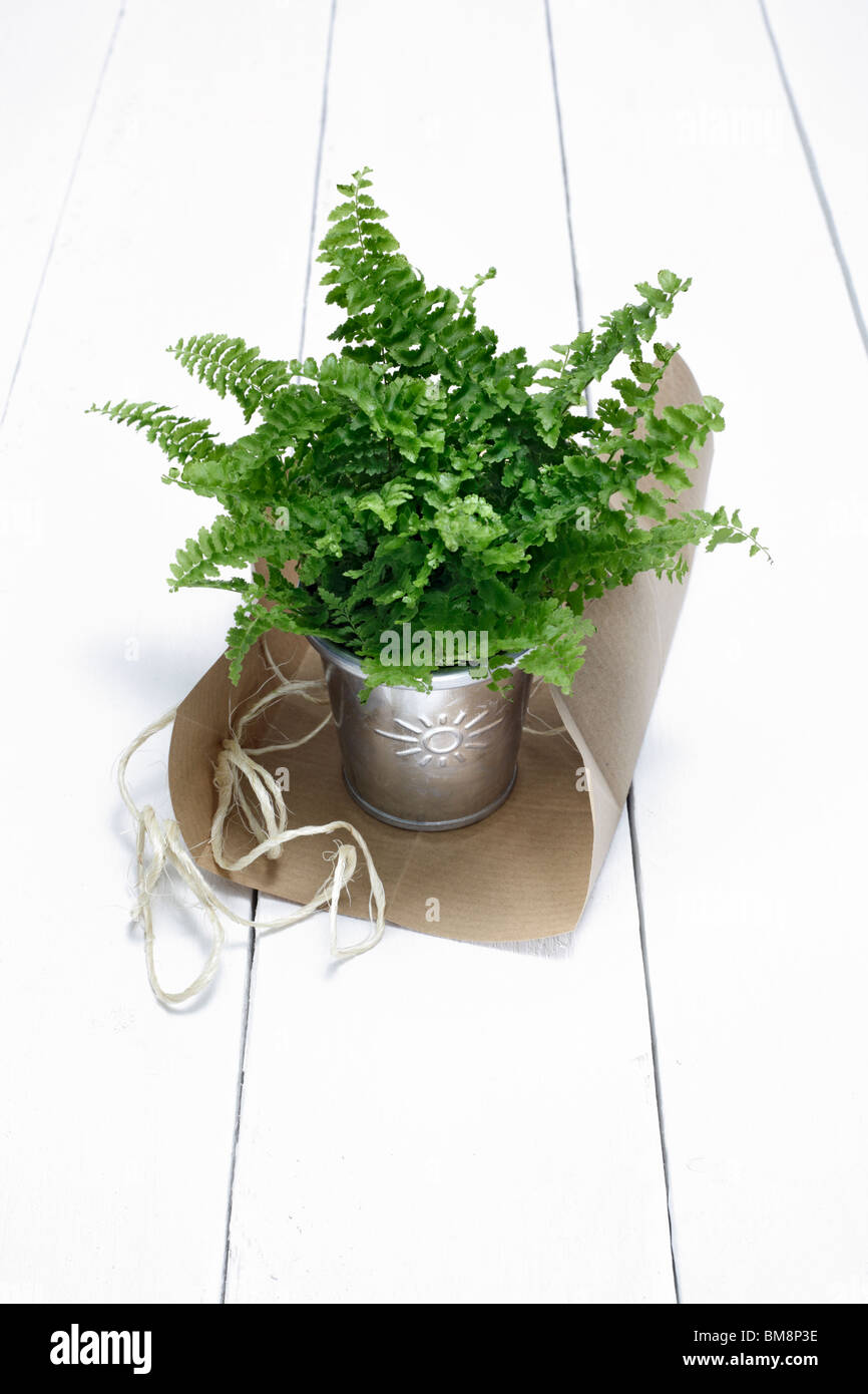flowerpot with sun sign Stock Photo