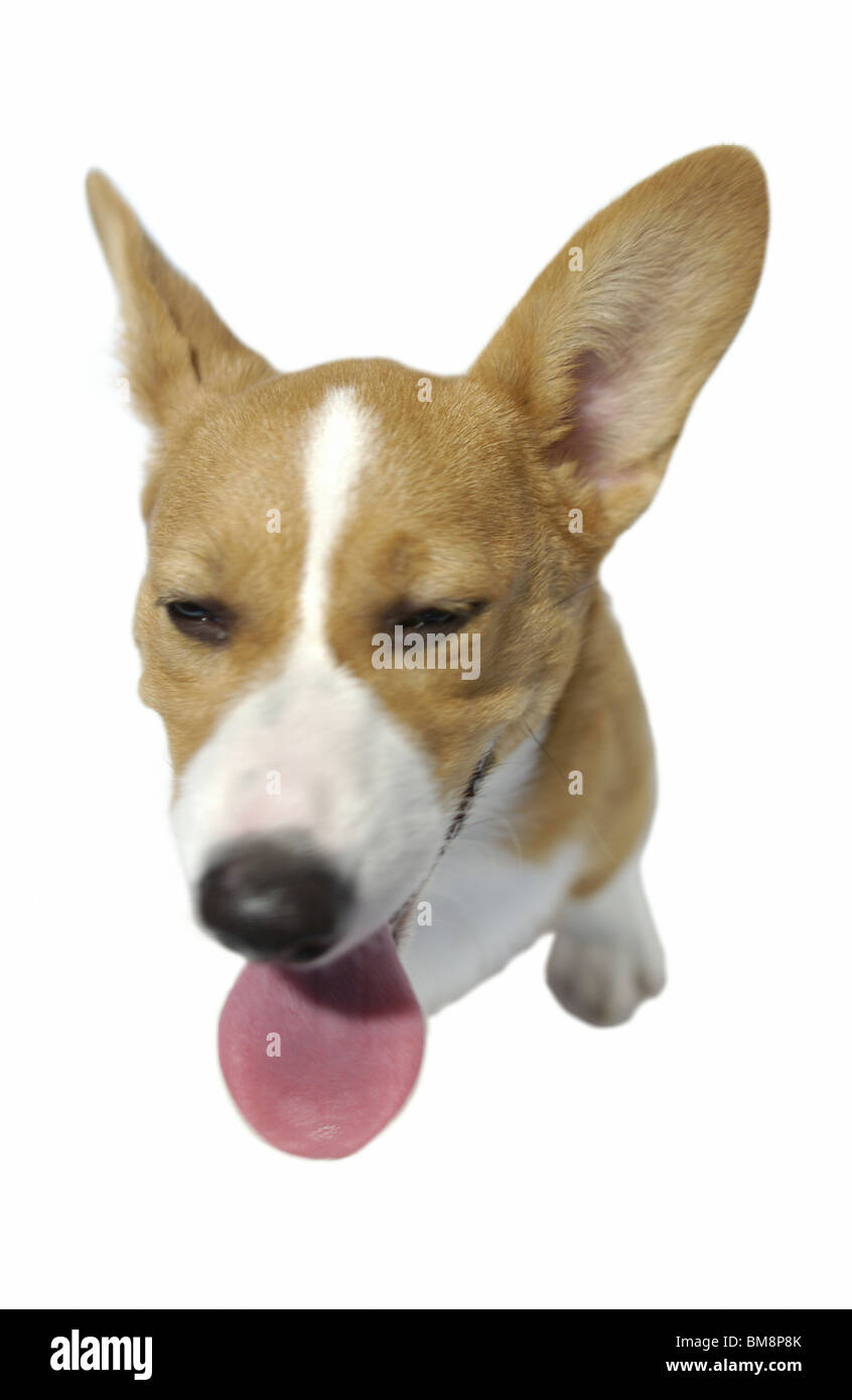 Welsh corgi pembroke image hi-res stock photography and images - Alamy