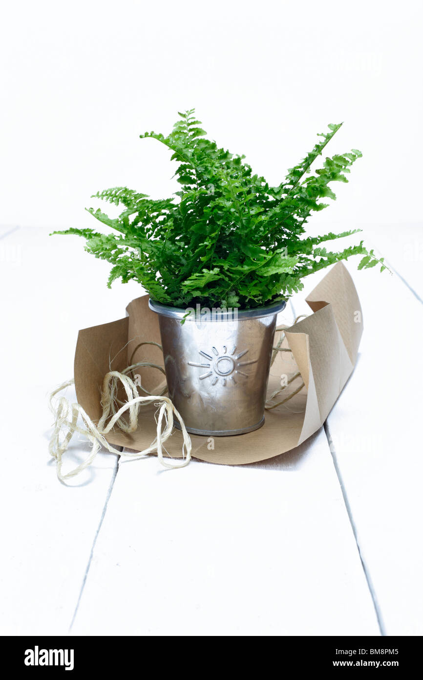 flowerpot with sun sign Stock Photo