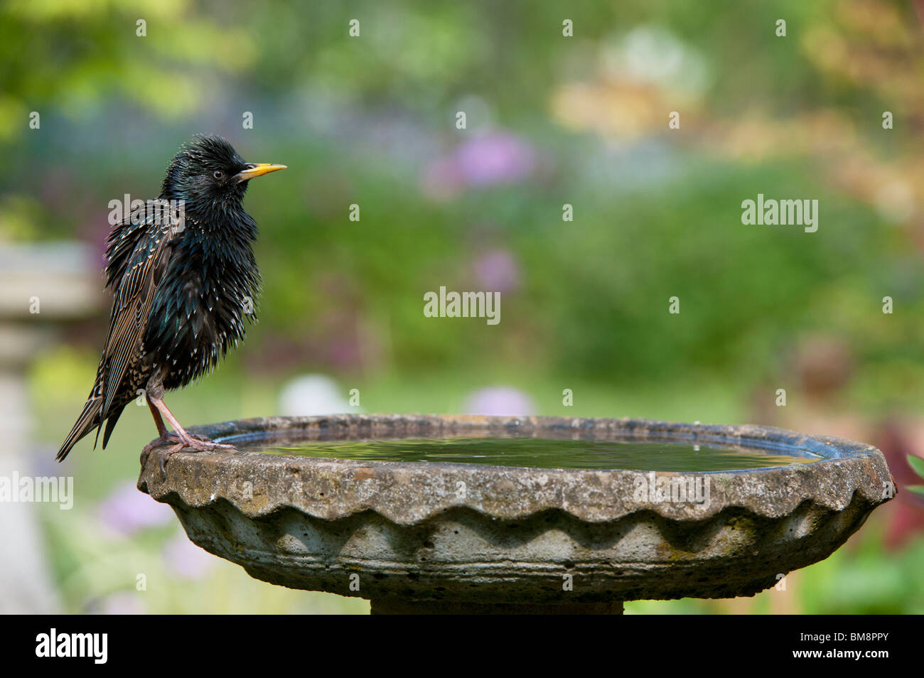 Sturnus vulgaris. Starling on a bird bath Stock Photo