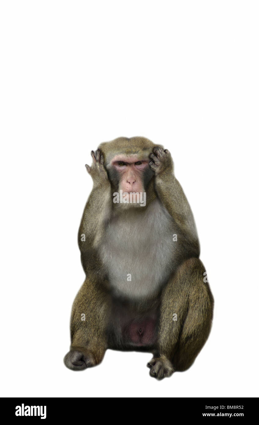 Monkey Shutting Ears By Hands Stock Photo