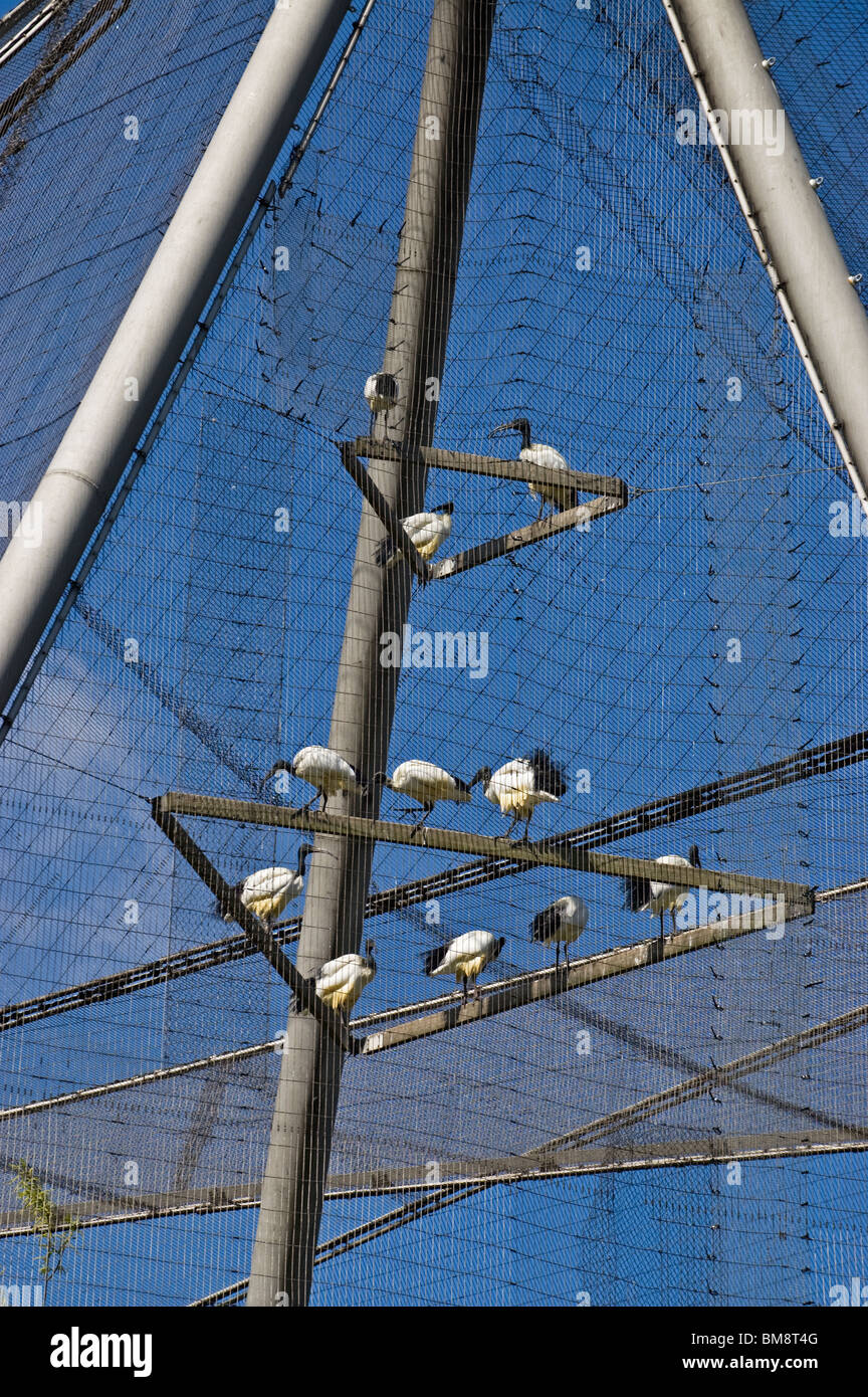 London Zoo, the Snowdon Aviary with birds Stock Photo Alamy