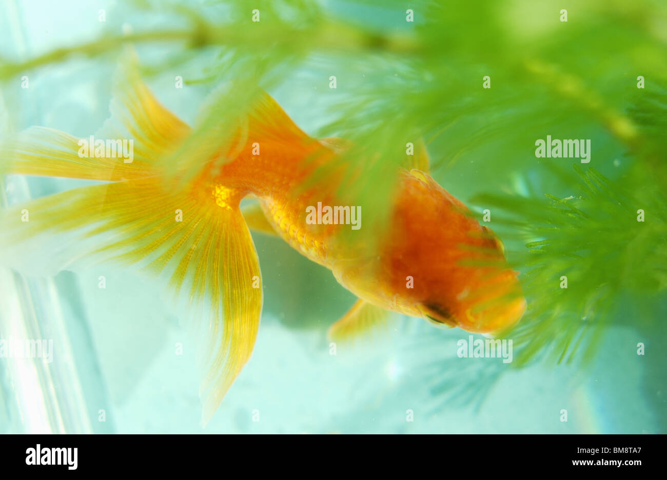 Goldfish in a tank Stock Photo