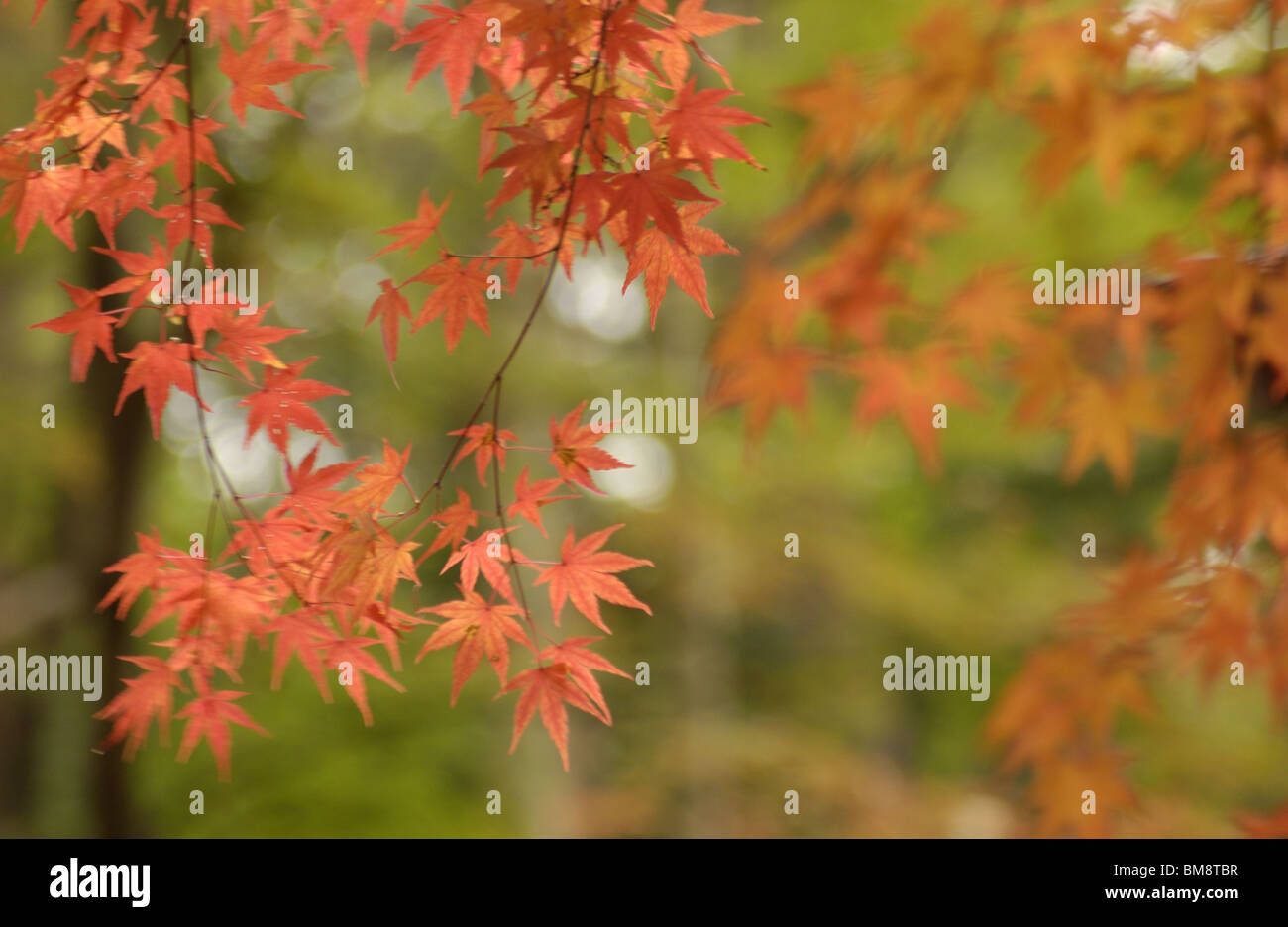 Japanese red leafed maple hi-res stock photography and images - Alamy
