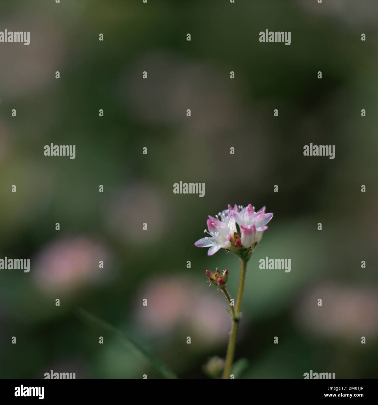 Water pepper flowers, close up, differential focus, Tokyo prefecture, Japan Stock Photo