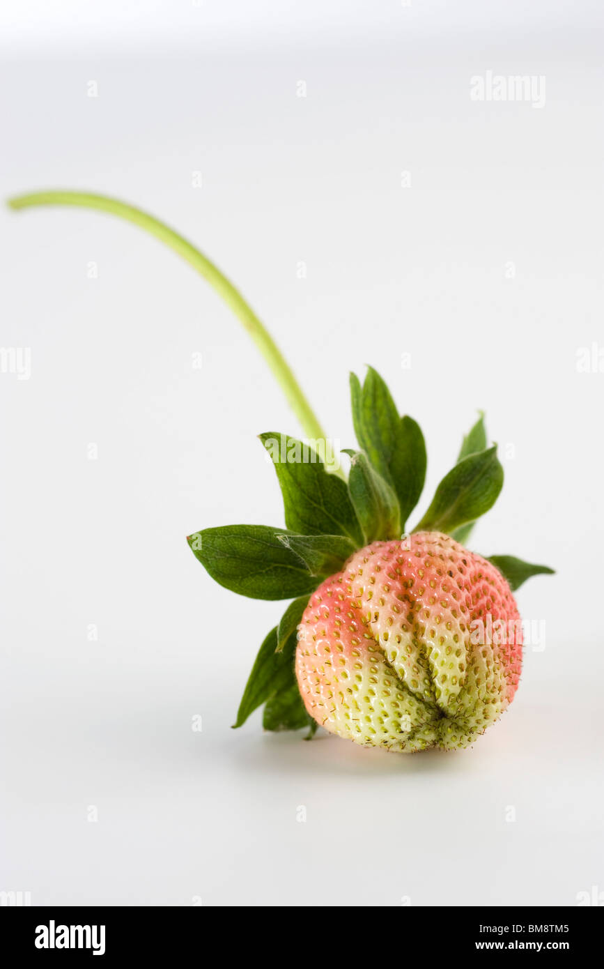 Unripe strawberry Stock Photo