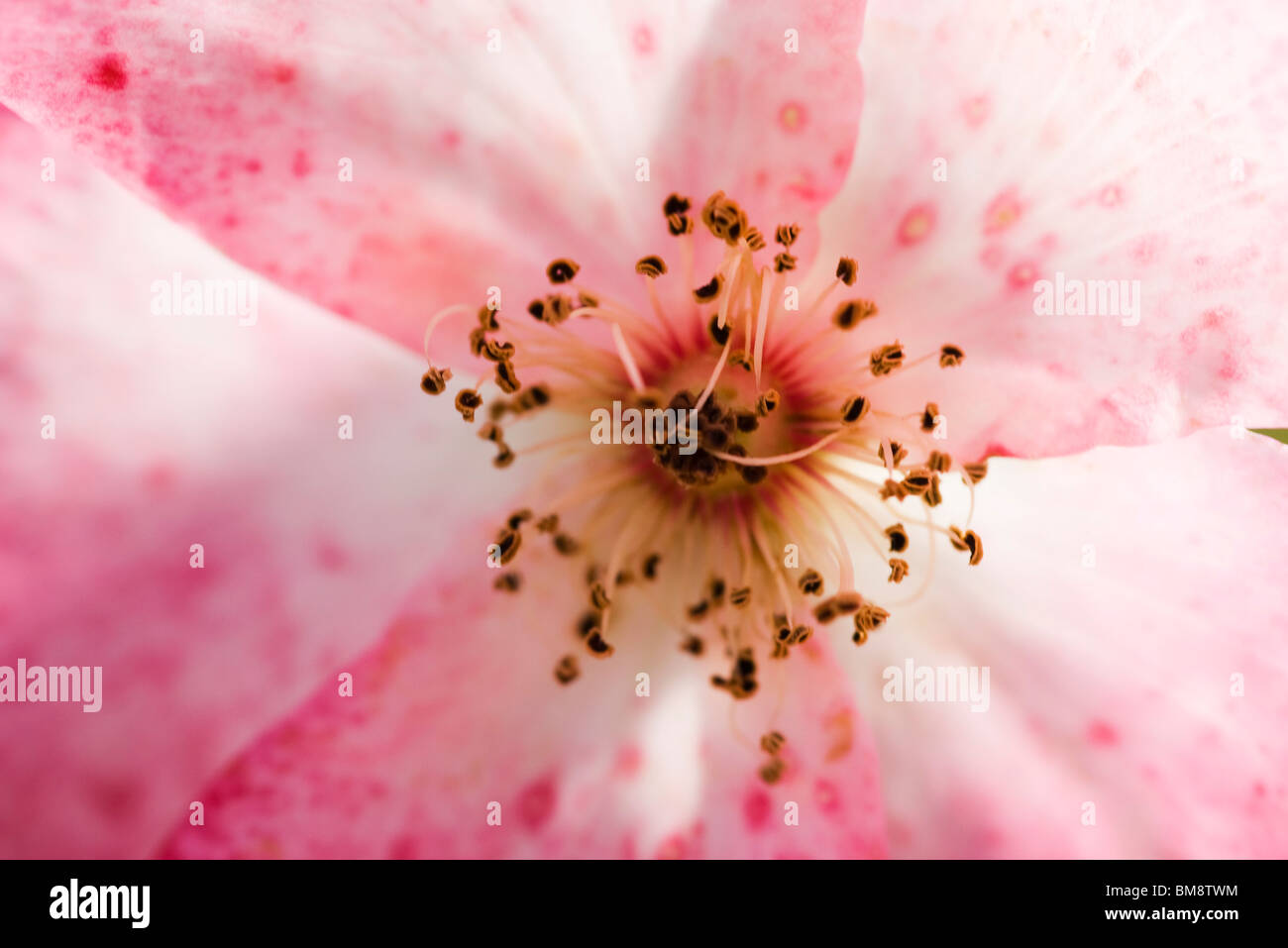 Apple blossom Stock Photo Alamy