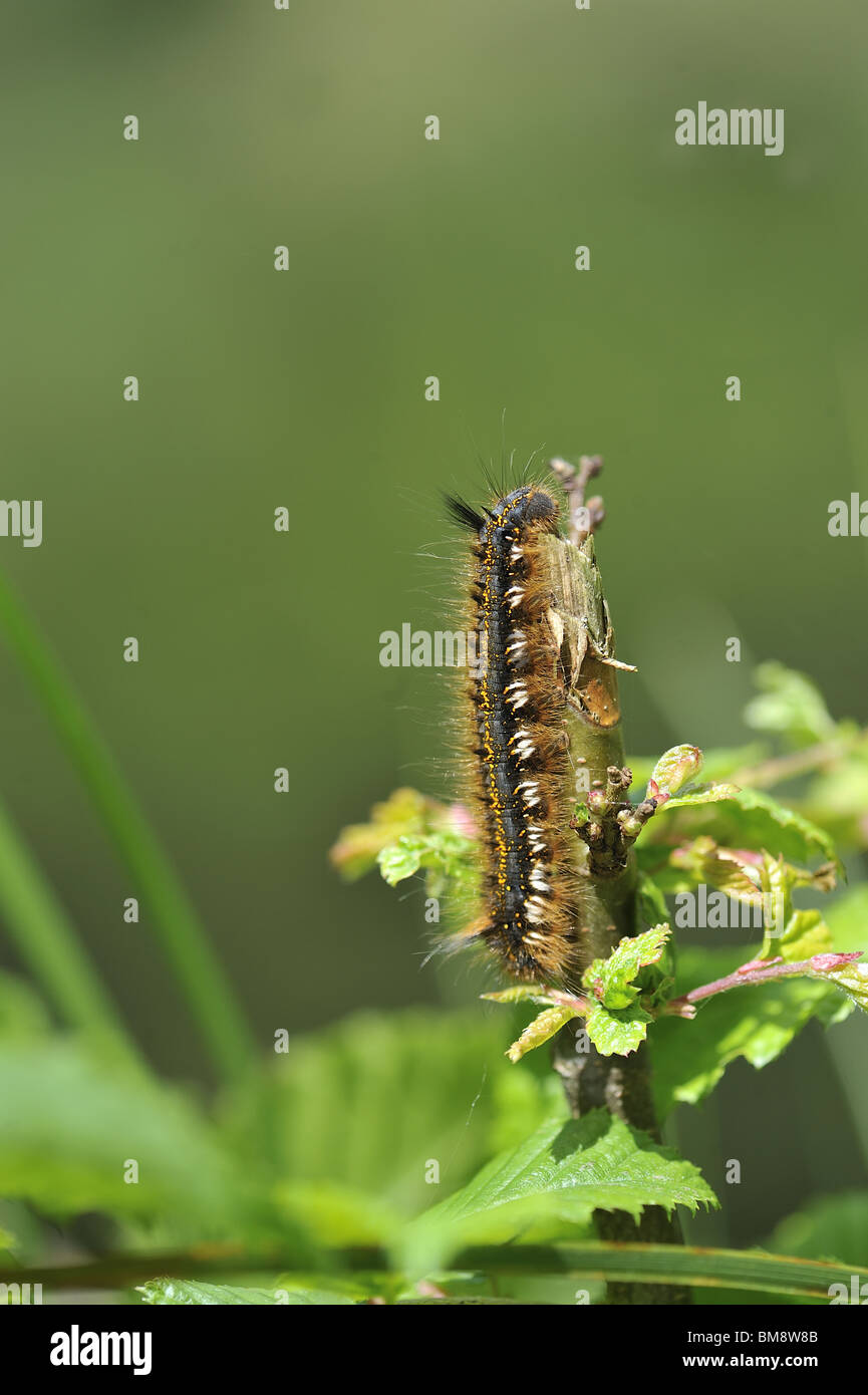 Drinker moth caterpillar (Euthrix potatoria) on a branch Stock Photo