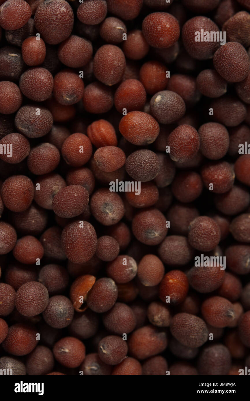 Black mustard seed macro Stock Photo Alamy