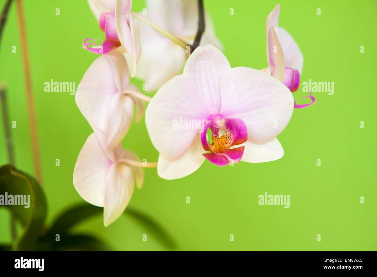 White orchid on green background Stock Photo