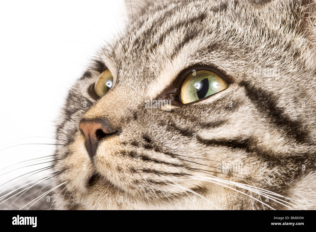 Close up portrait of a male British shorthair silver tabby cat against ...
