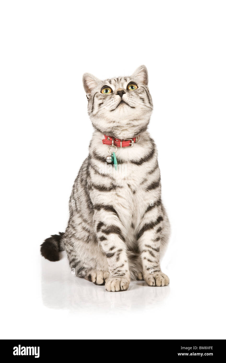 Portrait of a male British shorthair silver tabby cat against a pure white (255) background. Stock Photo