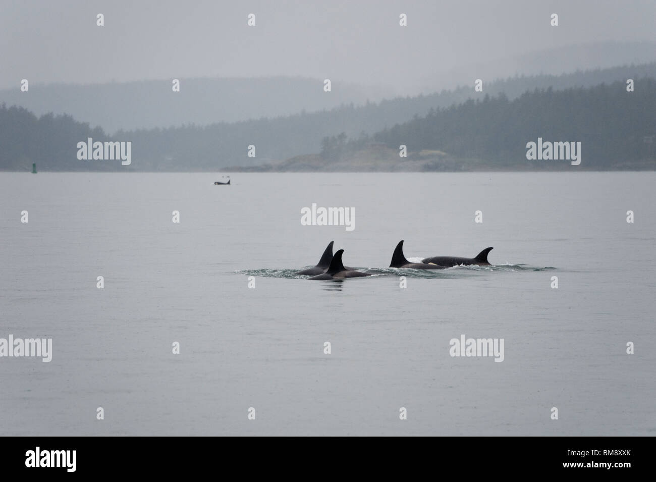 Orca whales from the "L" pod look for food in the San Juan Islands of