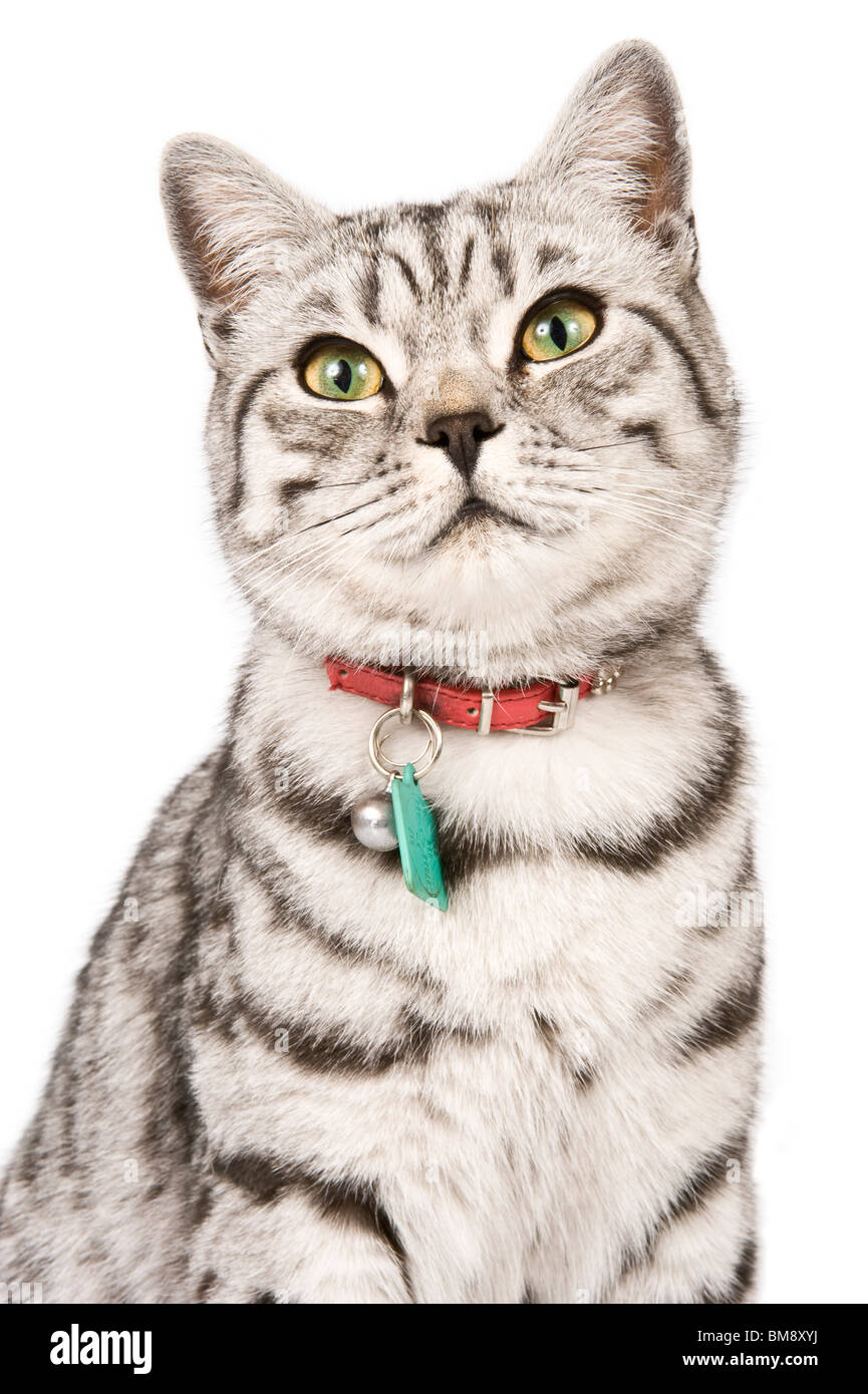 Close Up Portrait Of A Male British Shorthair Silver Tabby Cat