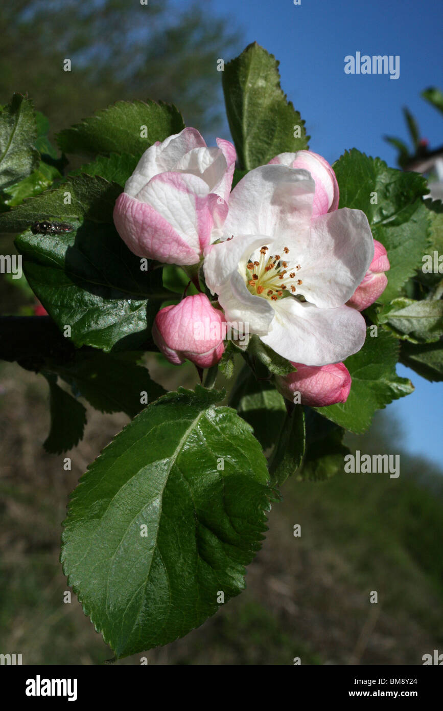 Apple Blossom Taken at Leasowe, Wirral, UK Stock Photo