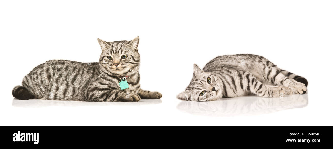 Portrait of two male British shorthaired silver tabby cats (brothers) lying down against a pure white (255) background. Stock Photo