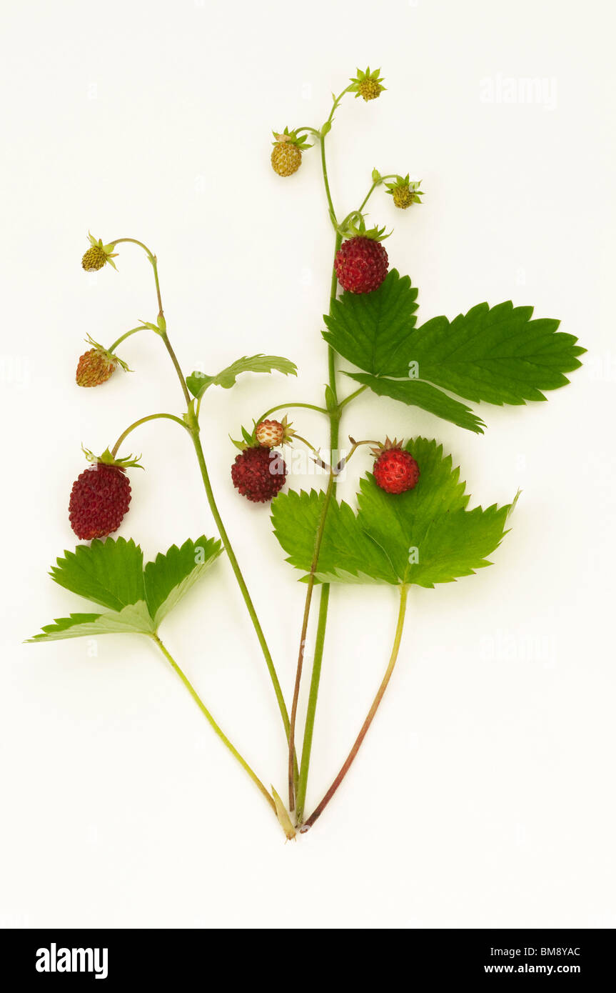 Wild Strawberry, Alpine Strawberry (Fragaria vesca). Leaves and stalks with with ripe and unripe fruit Stock Photo