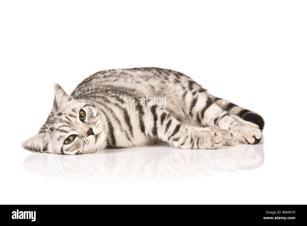 Portrait of a male British shorthair silver tabby cat lying down against a pure white (255) background. Stock Photo
